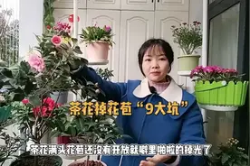 茶花“掉花苞”的“几个原因”，还不知道吗？难怪花苞噼里啪啦掉视频封面