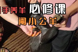 新手养羊必修课，如何给小公羊去势，阉小公羊的操作教程视频封面