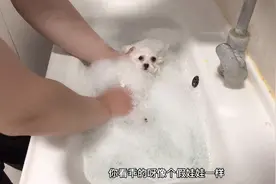 小比熊第一次泡泡浴，不到3秒舒服的要睡着了，简直成精了视频封面