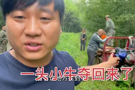 村民虎口夺牛，400多斤的大老虎被撵走，蹄子跟成年人手掌一样大视频封面