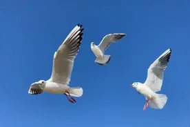 一起飞腾冲吧！视频封面