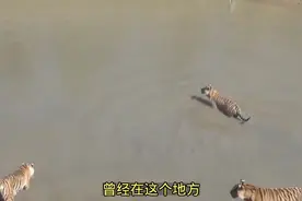 四只老虎抓鸭子，却被鸭子耍的团团转，难得一见视频封面