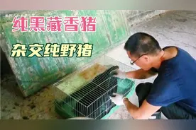 南京朋友用纯野猪和纯藏香猪杂交，这想法可行，搭配堪称完美视频封面