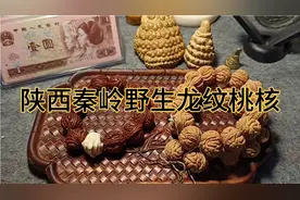 陕西秦岭野生龙纹桃核