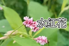 原来，水红花长这样#中草药#农村生活