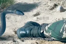 就因为遇到一条五步蛇，使特种兵的埋伏被暴露！视频封面