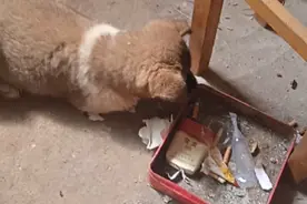 我外公家的小狗视频封面