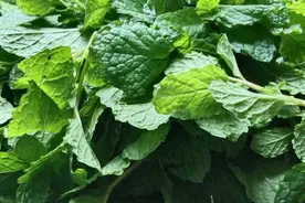 原来薄荷那么多好处，这样简单又好吃的做法你试过吗？还营养丰富