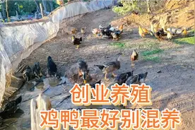 农村创业养殖，昨天鸭子吞了一只小鸡，彻底颠覆了我的认知视频封面