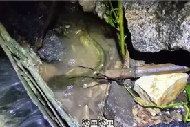 大鲶鱼逆流而上被搁浅，小伙徒手摸鱼收获满满，这资源太给力了视频封面