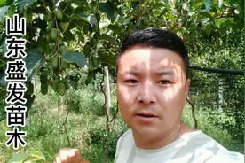 软枣猕猴桃苗种植技术分享，亩产值8万的贵族水果新品种！视频封面