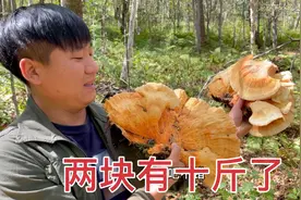 连夜130公里把媳妇接回来，结果一个蘑菇都没采到，回家要废了我视频封面