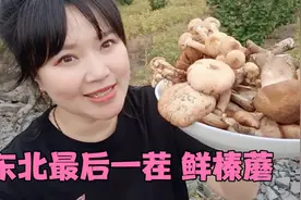 晒干的榛蘑没有新鲜的好吃，炒时放点辣椒和猪肉，保证比吃肉还香视频封面