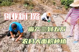 湖南张家界偏远山区创业新门路，大面积种植这种药材，亩产上万元视频封面