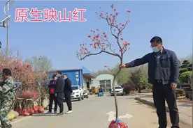 最耐寒的映山红，原生原汁原味，有棵要价150000的大丛生最漂亮视频封面