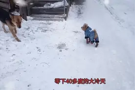 小泰迪不管多冷，色胆包天视频封面