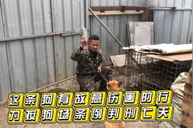 狗场规矩狗狗打架，一定要关禁闭