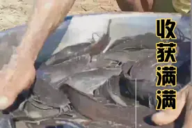 在运河附近的旱地上，男子捡到了一大盆鱼，你敢信？视频封面