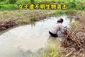 女子水沟遭不明生物袭击，气的女子抽干水坑一探究竟，原来是大货视频封面