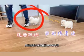 巴掌大的狗狗，一看到鞋就追上去干这事，怎么有这癖好？视频封面