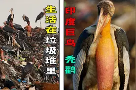 印度800万吨垃圾山巨鸟泛滥，比小孩还高，为何当地也不吃它？视频封面