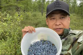 黑龙江小镇山里蓝莓成熟，发现窝子采一大桶，回家榨汁喝太过瘾视频封面