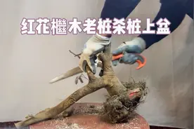 红花檵木老桩如何杀桩上盆？有哪些注意事项，新手赶紧看看视频封面
