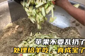 果农落地苹果犯愁：千万不要扔了，这样处理给羊吃，真成了宝了！视频封面