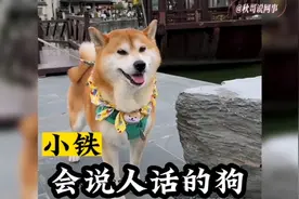 小狗不仅会说人话，而且吐字清晰发音标准。网友：“成精了”
