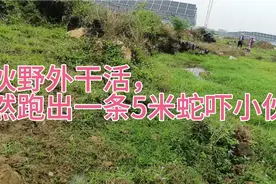 野外干活突然跑出一条5米蛇吓小伙一跳视频封面