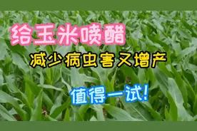 给玉米喷醋，减少玉米病虫害又提高玉米产量，可惜很多人不知道！视频封面