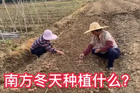 南方冬天种植什么赚钱，高州农村种植各种蔬菜瓜果，看看种了那些视频封面