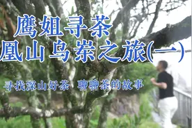 来到凤凰单枞的核心产区乌岽村，看一颗七百年的古茶树－宋种！视频封面
