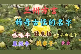 兰州方言:兰州人对昆虫、动物的叫法，特别搞笑，你听过吗？