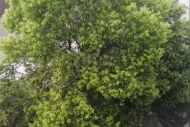 今天生日，吃个心心念念的掉秤蛋糕，然后，重启我的减肥之路视频封面