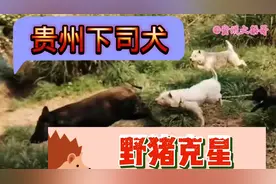贵州下司犬猎狗“野猪的”克星！又名“白龙犬”搞野猪猎性十足视频封面