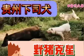贵州下司犬猎狗“野猪的”克星！又名“白龙犬”搞野猪猎性十足视频封面