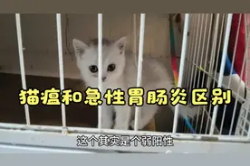 小猫出现呕吐拉稀，你担心着急但别病急乱投医，今天有干货分享视频封面