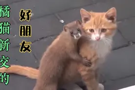 我家小猫竟然和黄鼠狼成为了好朋友，动物之间的友情，太有趣了视频封面