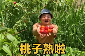 老家的桃子终于熟了，随便一棵树都能采摘几十斤，又大又红太甜了视频封面
