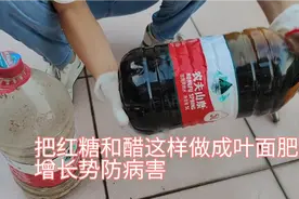楼顶种菜：把红糖和醋这样做成叶面肥，不仅增长势防病害，还增产