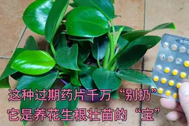 家里的这种过期“药片”，千万别扔，它能让所有的花草生根又壮苗视频封面