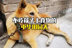 中华田园犬为什么不吃主人筷子上喂的食物呢？