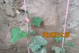 黄瓜秧长得太弱，还有救吗？我是这样做的，大家可以参考视频封面