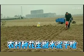 农村种花生为什么使用水泥当肥料？水泥对花生能起到啥作用？