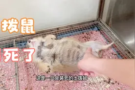 土拨鼠装死了！这是一只大老鼠视频封面
