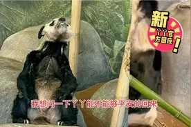 北京动物园关于丫丫的最新官方回应视频封面