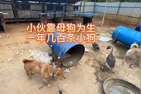 母狗为主，五十条母狗，一年几百条狗仔，比打工强视频封面