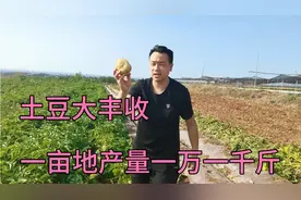 山东土豆大丰收，一亩地产量竟达到一万一千斤，岳父真是种地高手