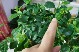 开心！三角梅花后30天左右，又长出了小花苞！养护方法分享给你视频封面